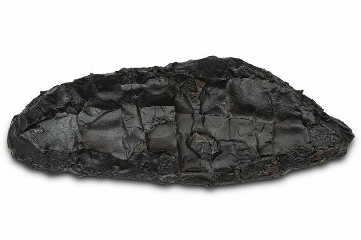 Dragon Scale Stone (Iron, Manganese, Siderite Nodule) #350211